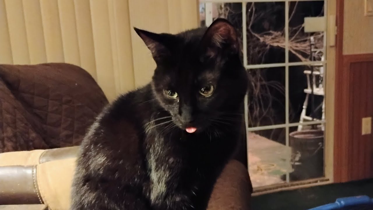 Feline Good 