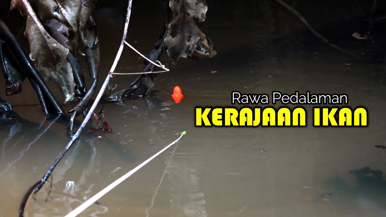 Rawa pedalaman menyimpan segudang kebahagiaan bagi pemancing  #SG-438