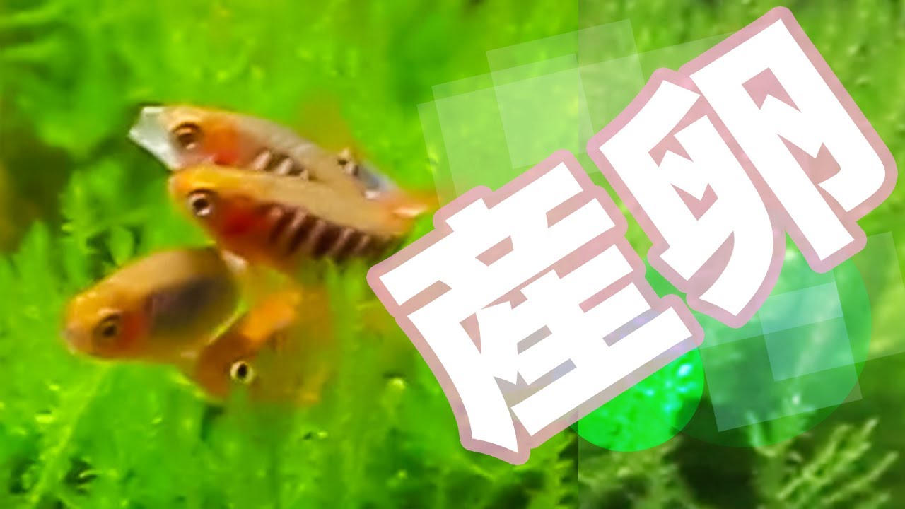 【アクアリウム】産卵？立ち上げたばかりの水槽で早速か！ミクロラスボラ エリスロミクロン こんなに簡単に事が進んでいいものか！？