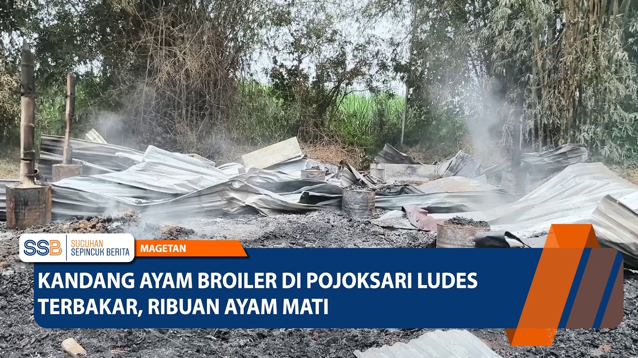 MAGETAN - Kandang Ayam Broiler di Pojoksari Ludes Terbakar, Ribuan Ayam Mati