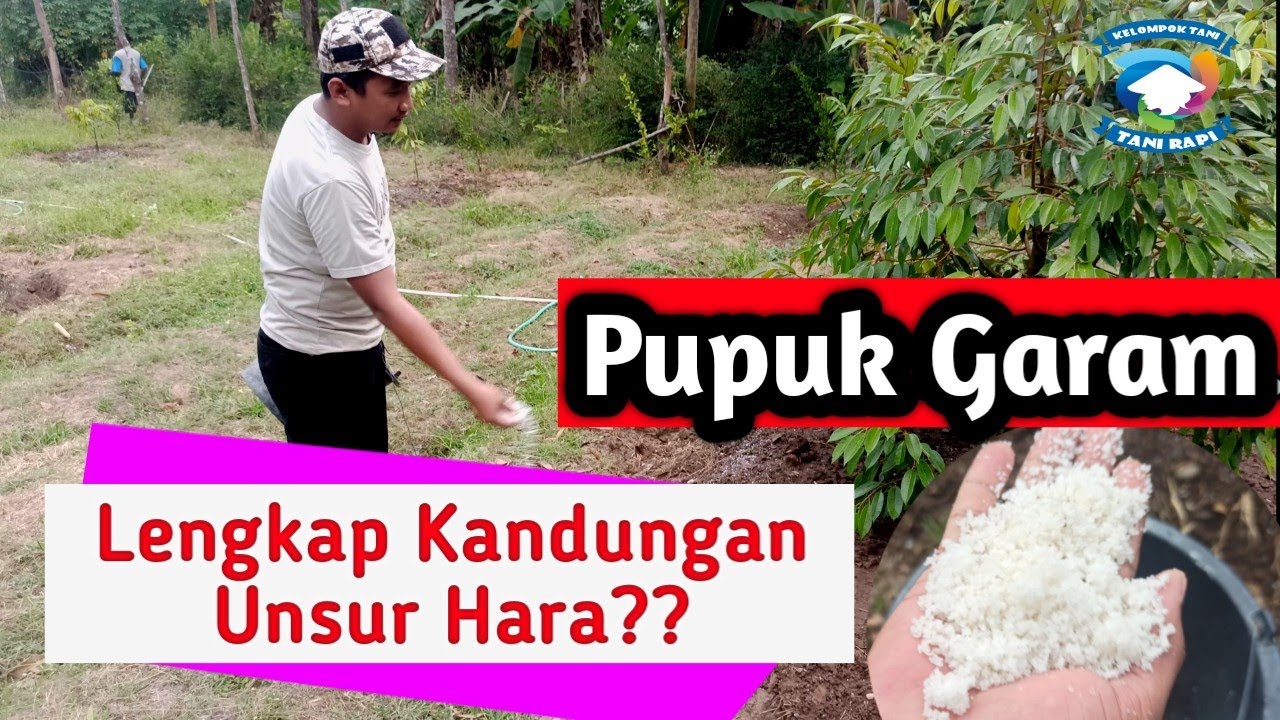 Manfaat Garam Kasar Untuk Tanaman | Lengkap Unsur Hara Mikro?? #pupukgaram #pupukdurian