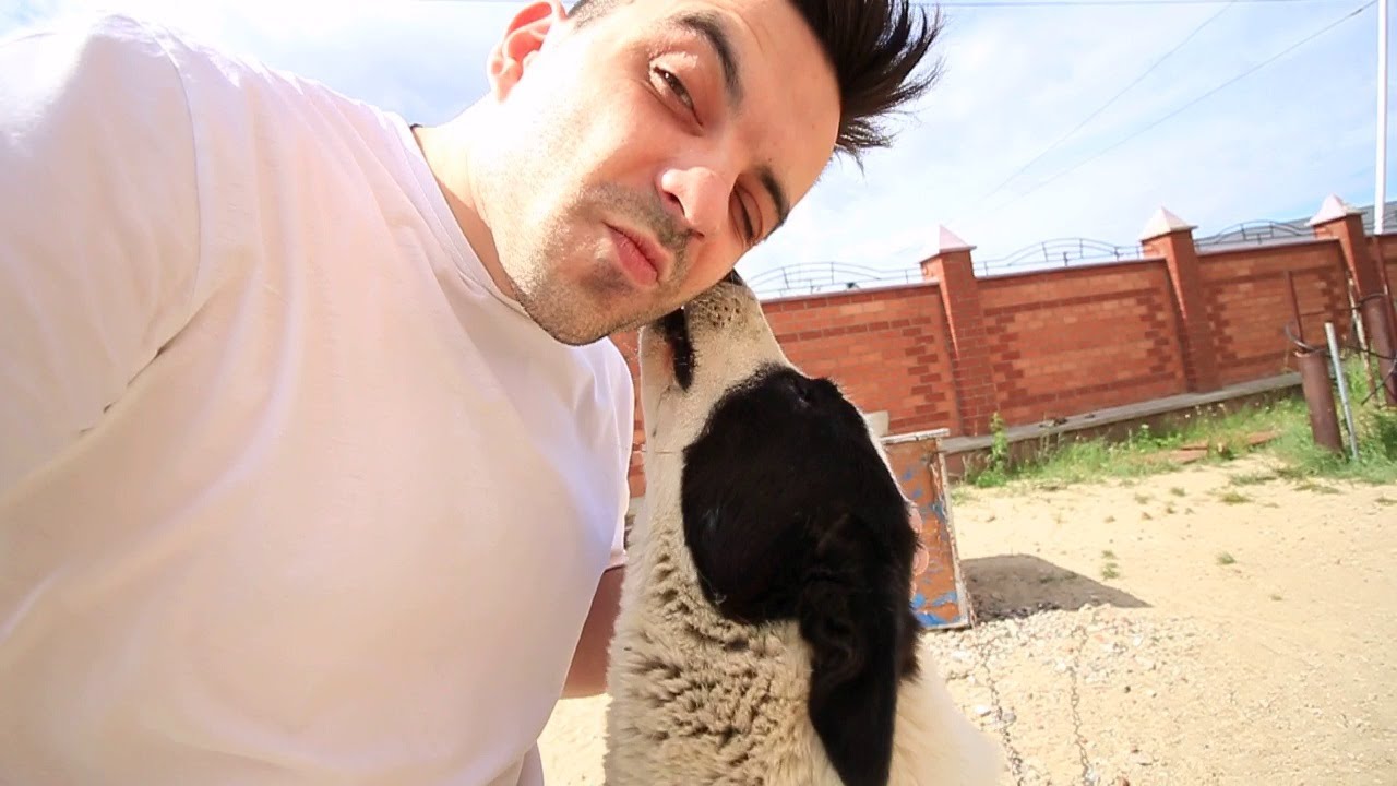 Слепая, хромая и застенчивая собаки. Болтаю с носиками)