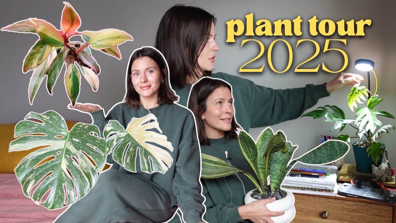 My houseplant collection walktrhough 2025 | Every plant in my home!