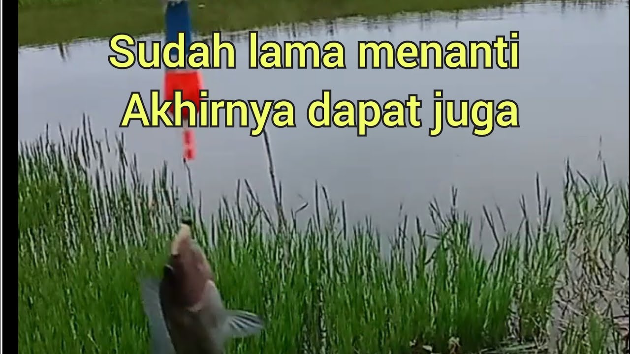 mancing mujer.di desakuring