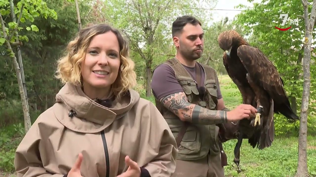 El Correvuela T3/E11: Aves silvestres, pájaros exóticos, canarios, jilgueros y aves rapaces