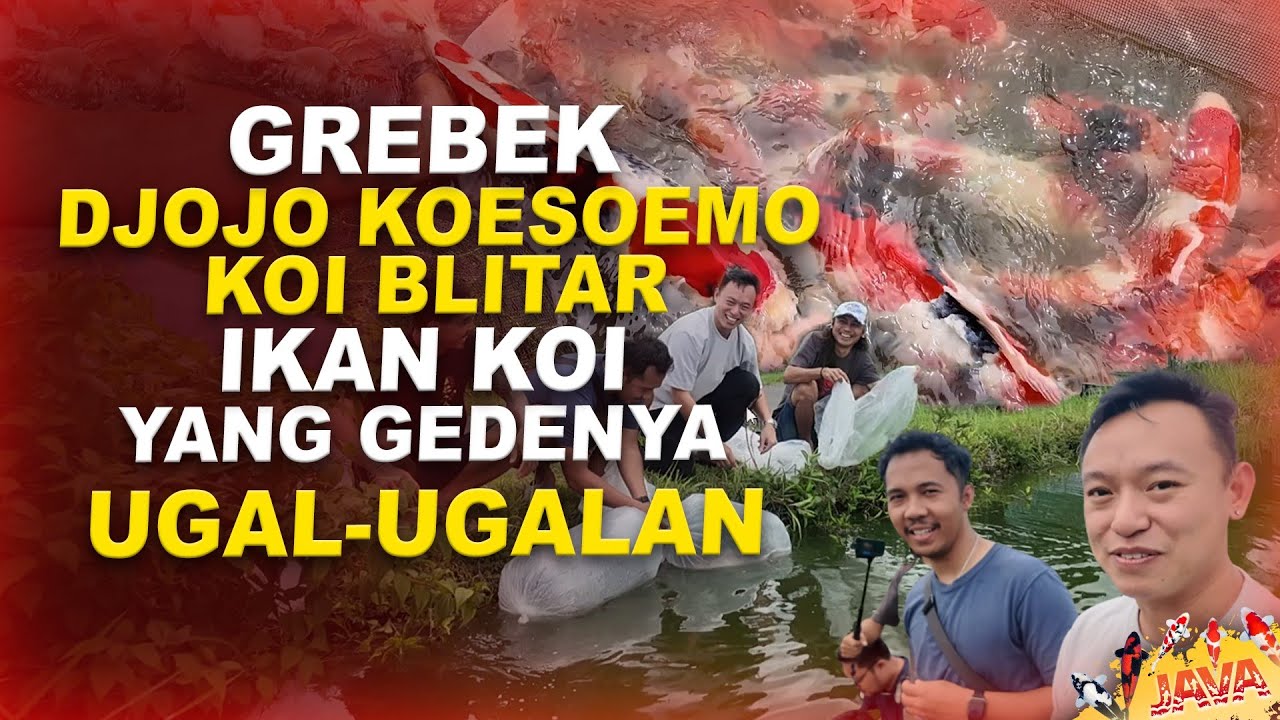 GREBEK DJOJO KOESOEMO KOI BLITAR - GROWTH IKAN KOI UGAL UGALAN