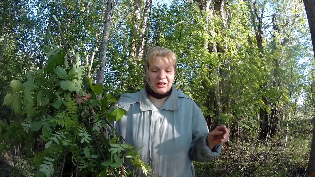 Понос у коз