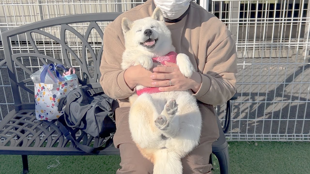 病院の待合中、おっきな赤ちゃんみたいになる柴犬
