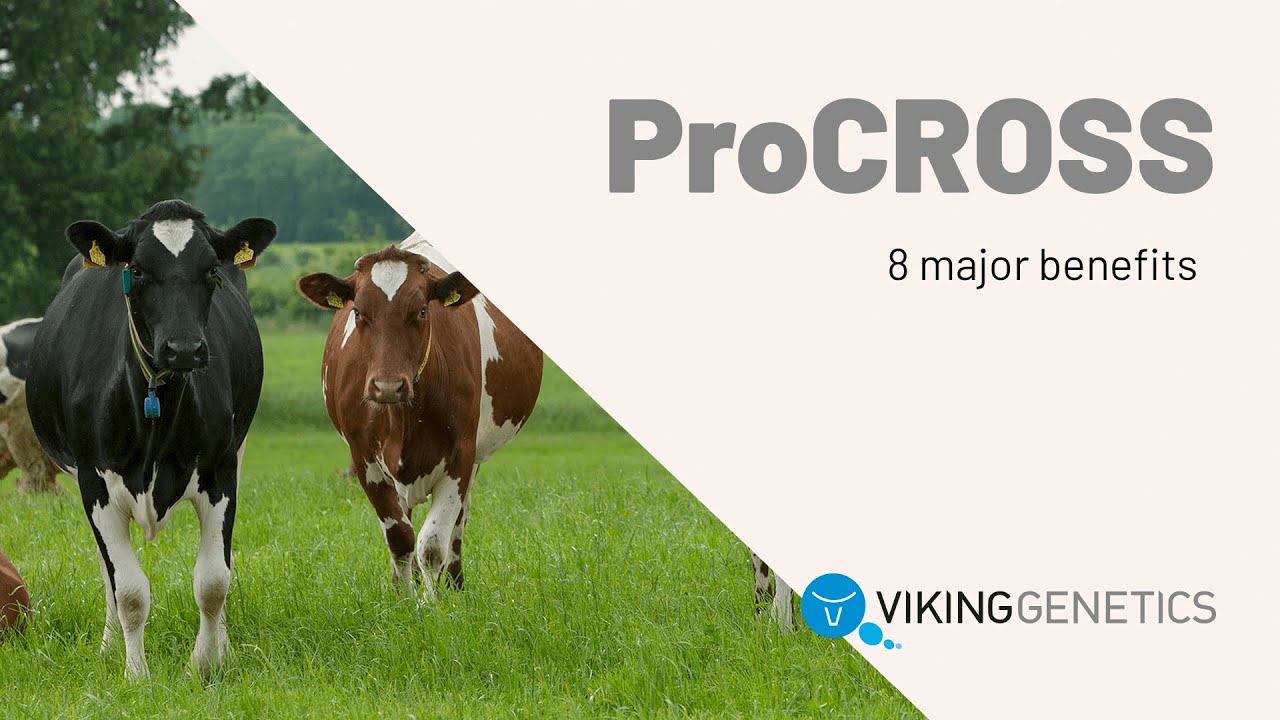 Eight major benefits of ProCROSS crossbreeding