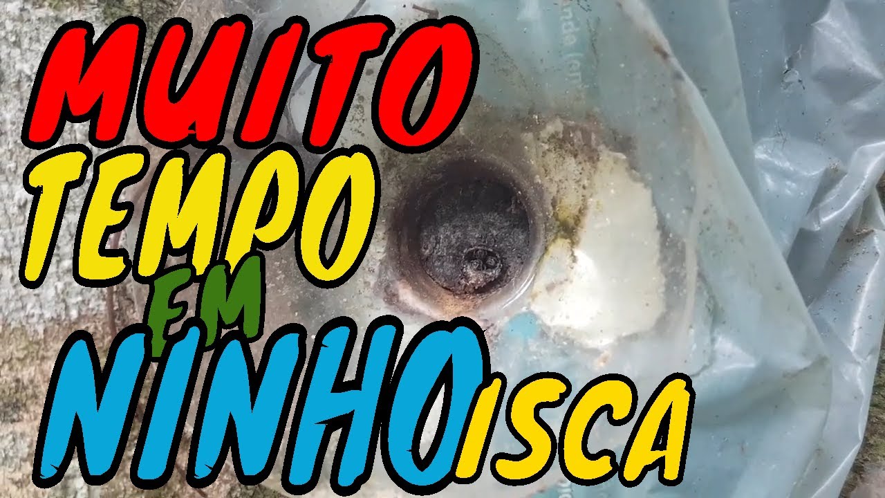 COMO FAZER ISCA PARA ABELHA SEM FERRÃO / Abelha sem Ferrão Mirim Capturada em Isca de 5L