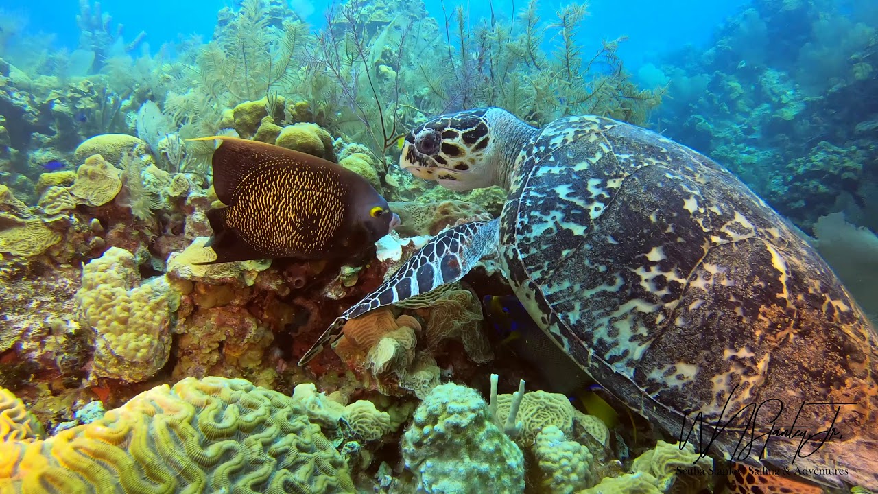 Scuba Belize 2019 Long Caye Wall