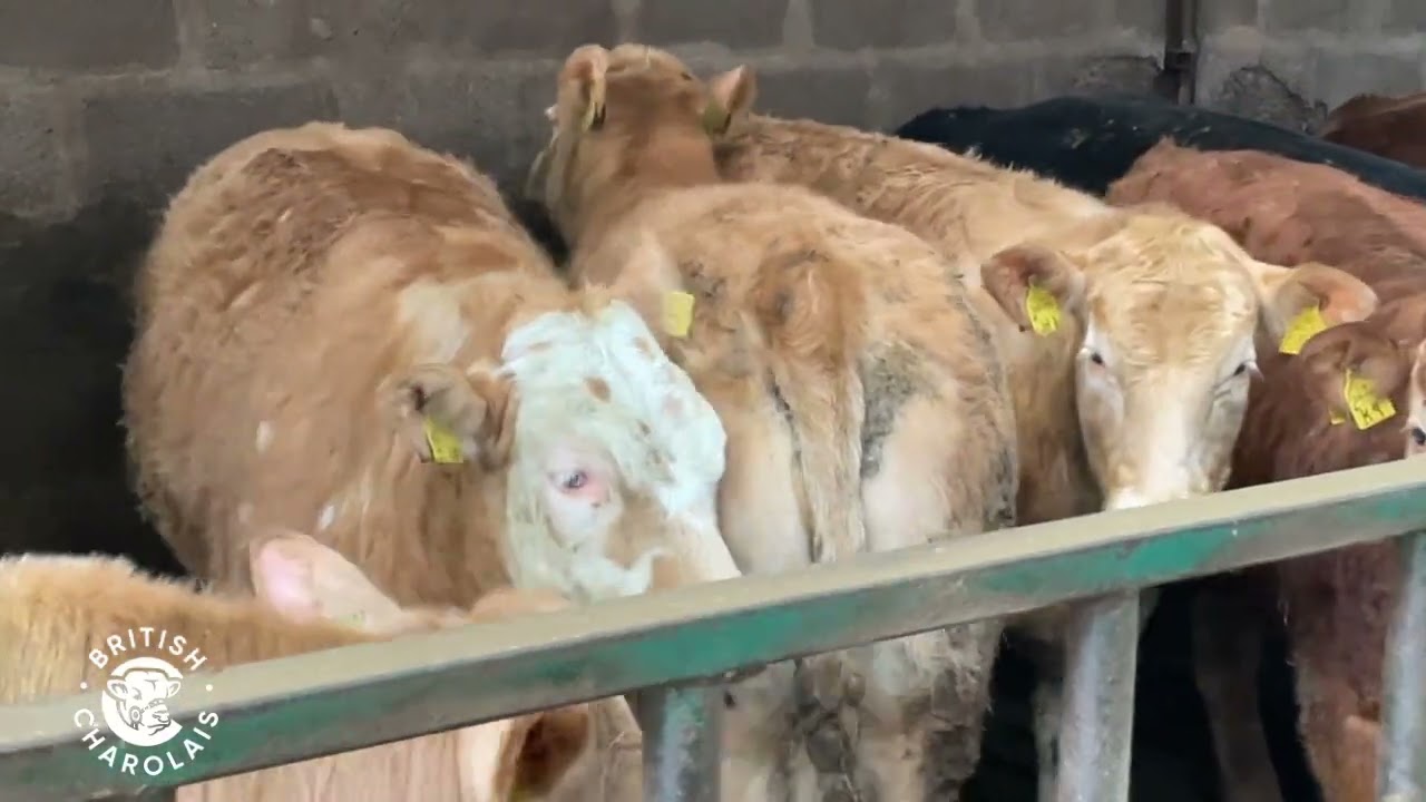 Jim Warnock Charolais Feature January 2024