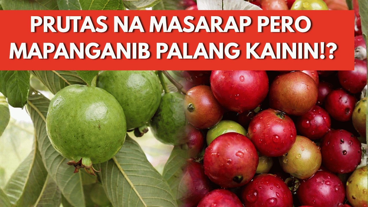 MGA PRUTAS NA MUKHANG MASARAP PERO MAPANGANIB PALA!