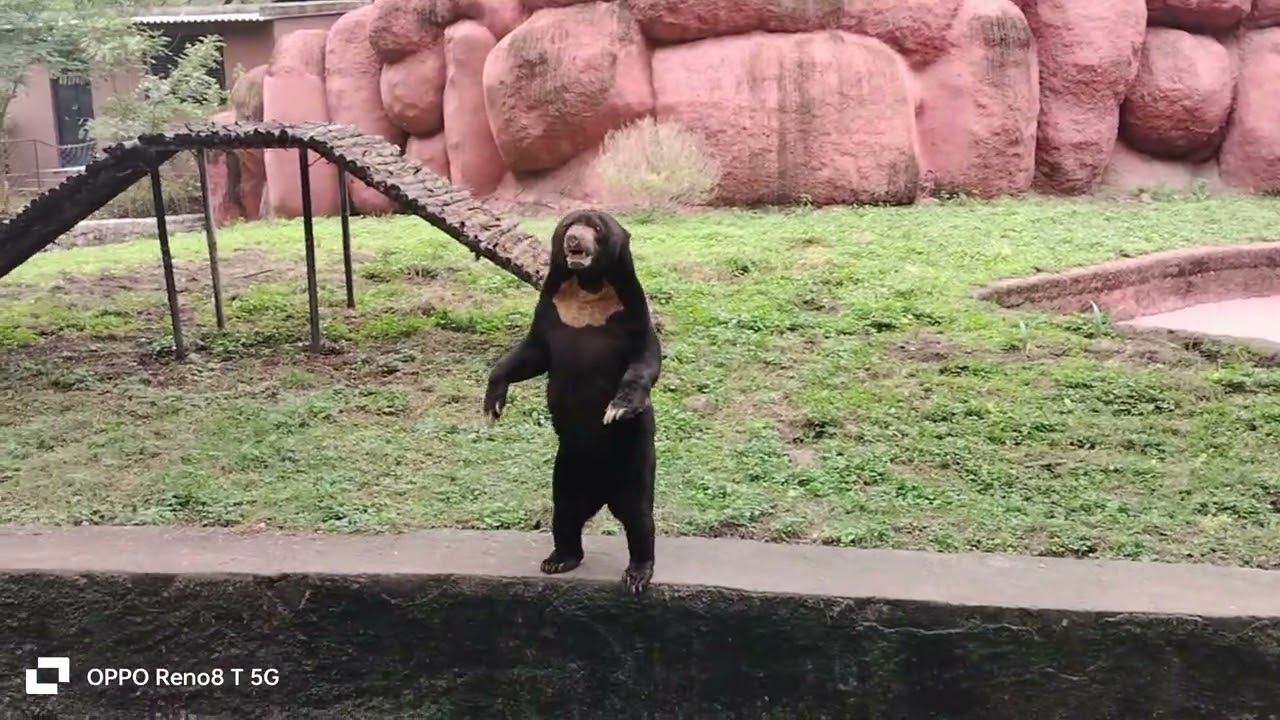 Bhalu ki masti in zoooo
