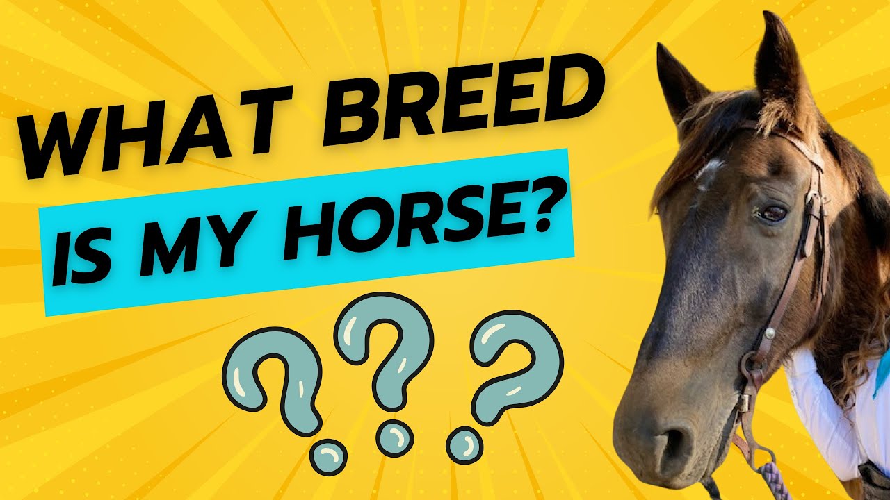 How to Get Horses DNA Tested 