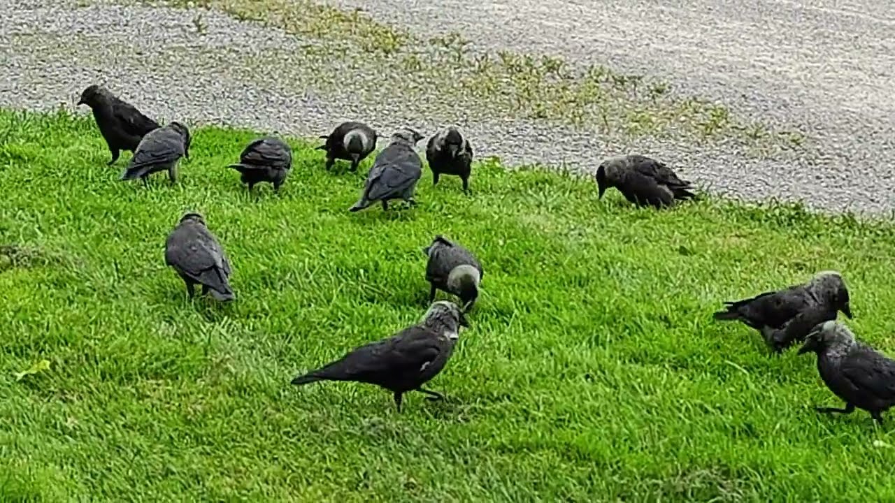 NAAKKA  🇫🇮 The&nbsp;Western Jackdaw&nbsp;( Coloeus monedula )  #naakka #jackdaw #finland #natureinfinland 