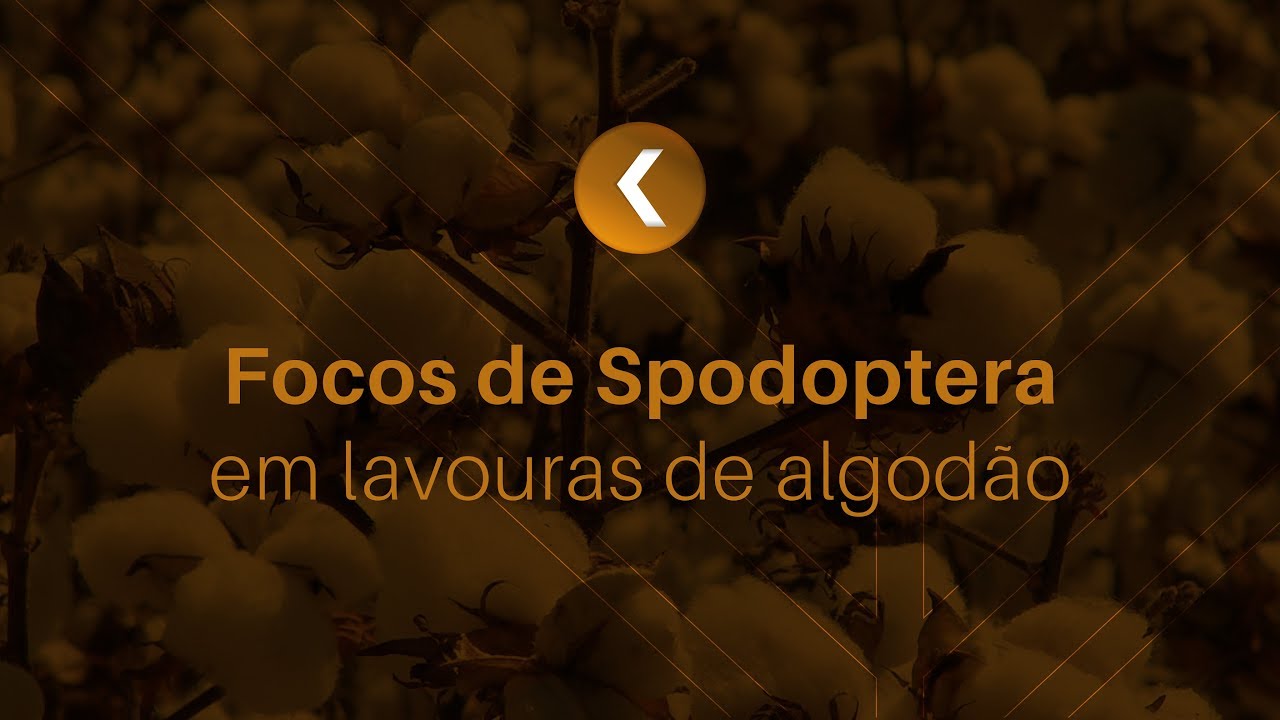 Focos de Spodoptera em lavouras de algodão | Minuto K