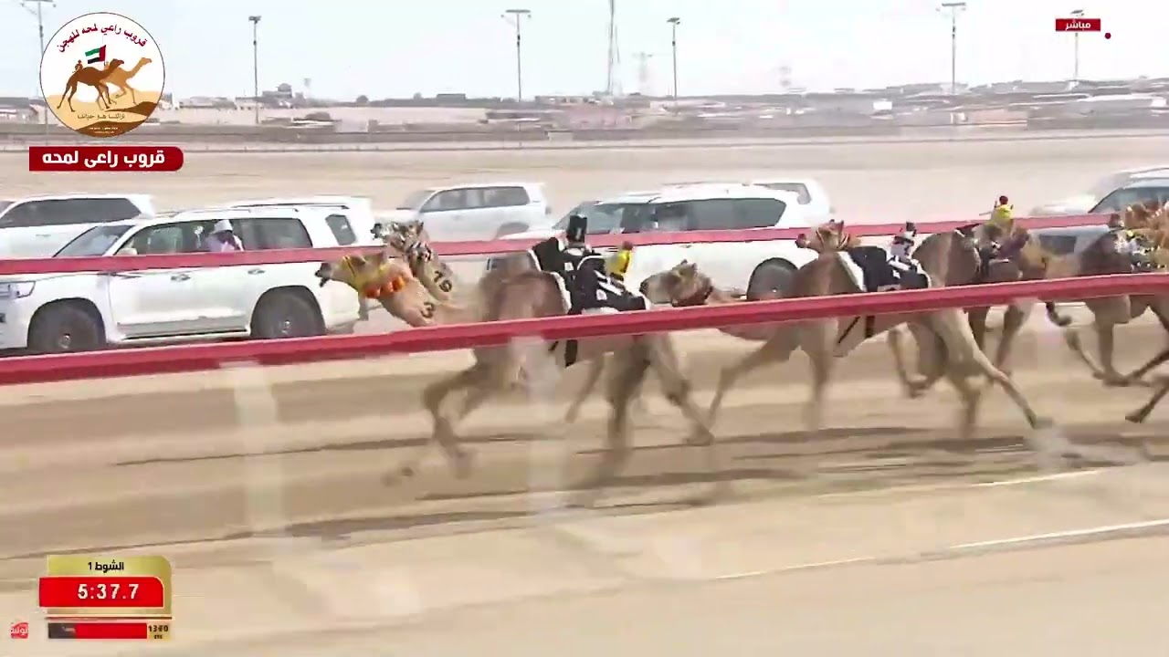 ش1 ( كأس اللقايا محليات انتاج )سرابة لـ مبارك محمد وريقه العامري 7:21:81( مهرجان ختامي الوثبة 2026 )