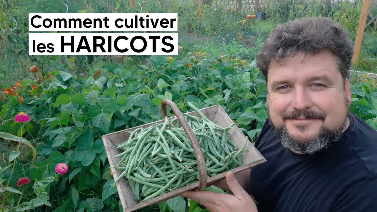 Comment cultiver les HARICOTS