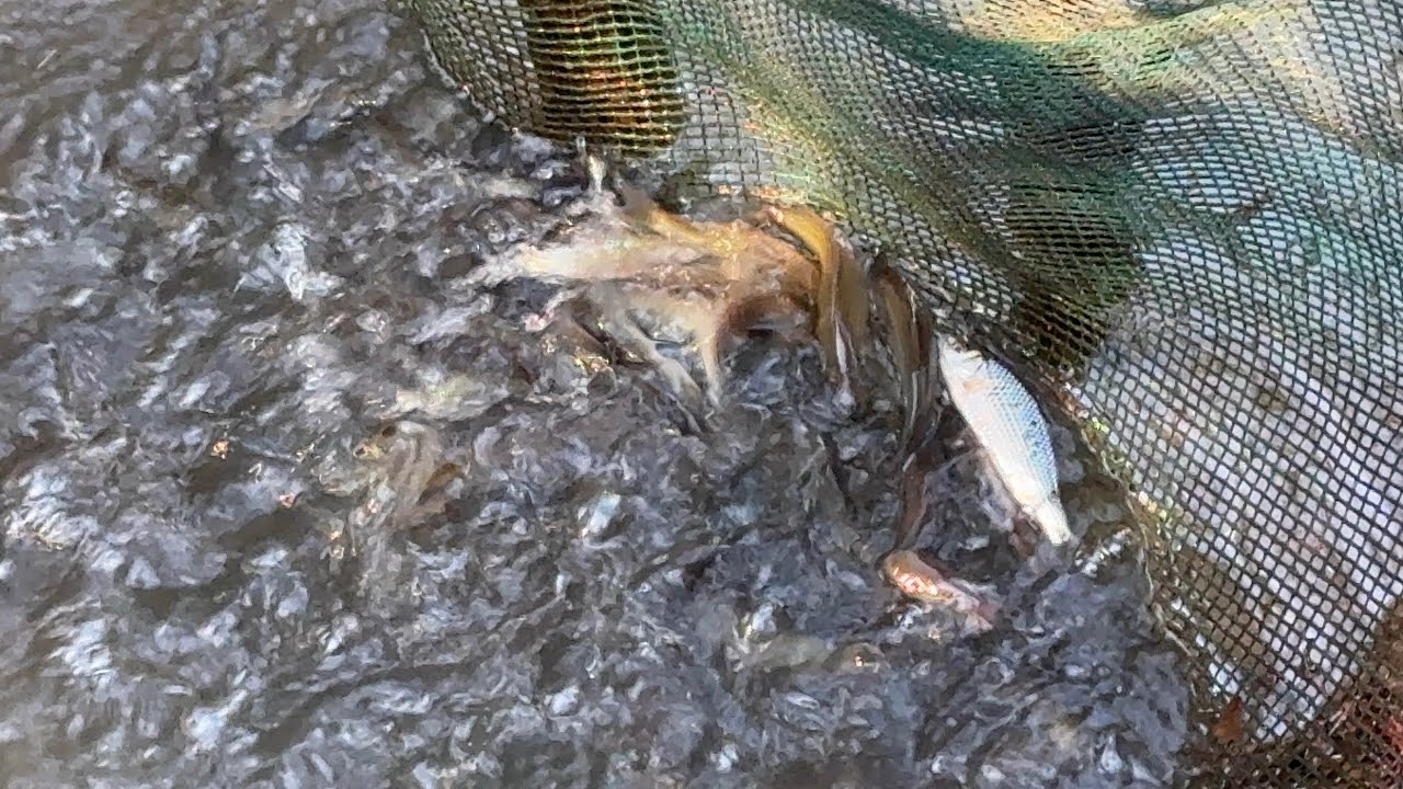“Traditional Fishing in Cambodia 🇰🇭 | Simple Life and Fresh Catch from the Pond”