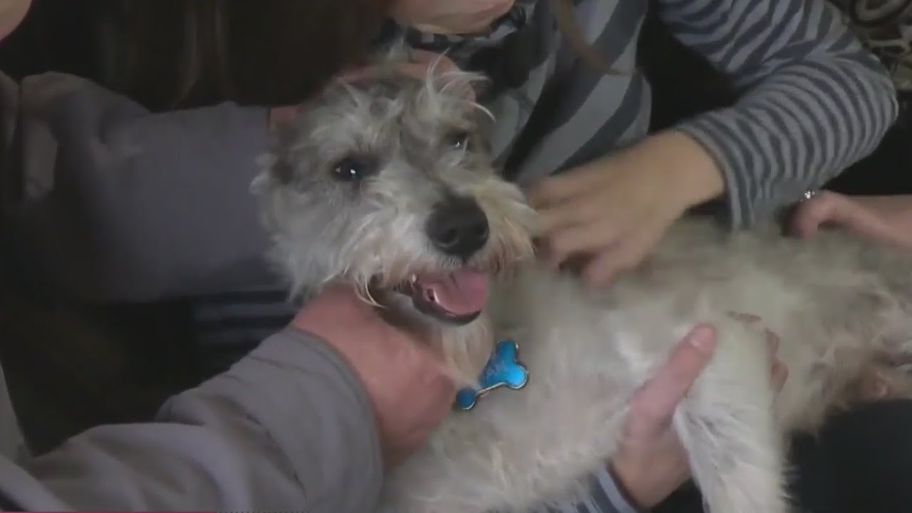 D.C. to pass law allowing judges to consider pets in divorce | Rush Hour