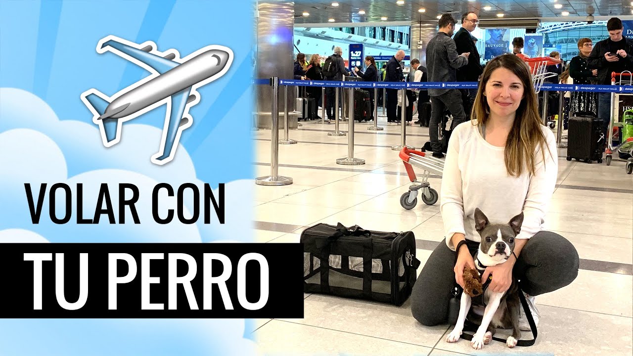 CÓMO VIAJAR CON TU PERRO ARRIBA DEL AVIÓN | Ceci de Viaje