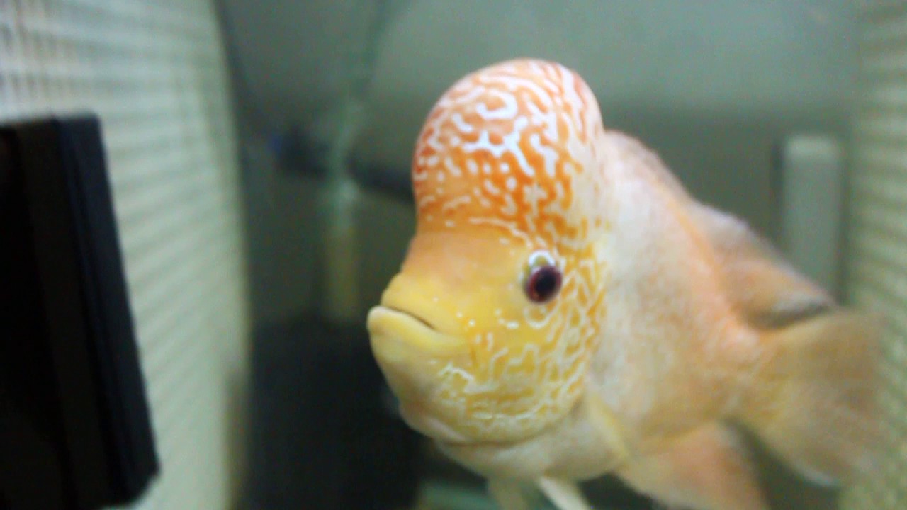 KML FADER FLOWERHORN (GOLDEN BASE)