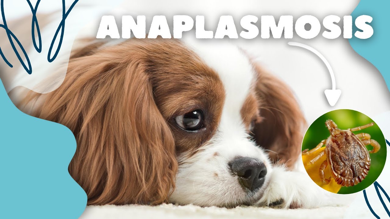 ESTO PUEDE SER MORTAL PARA TU MASCOTA 😭😱 *INFORMACIÓN IMPORTANTE*