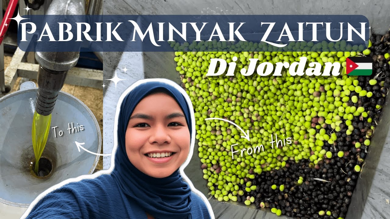 PROSES PEMBUATAN MINYAK ZAITUN DI JORDAN 🇯🇴 | HOW OLIVE OIL IS MADE 🫒
