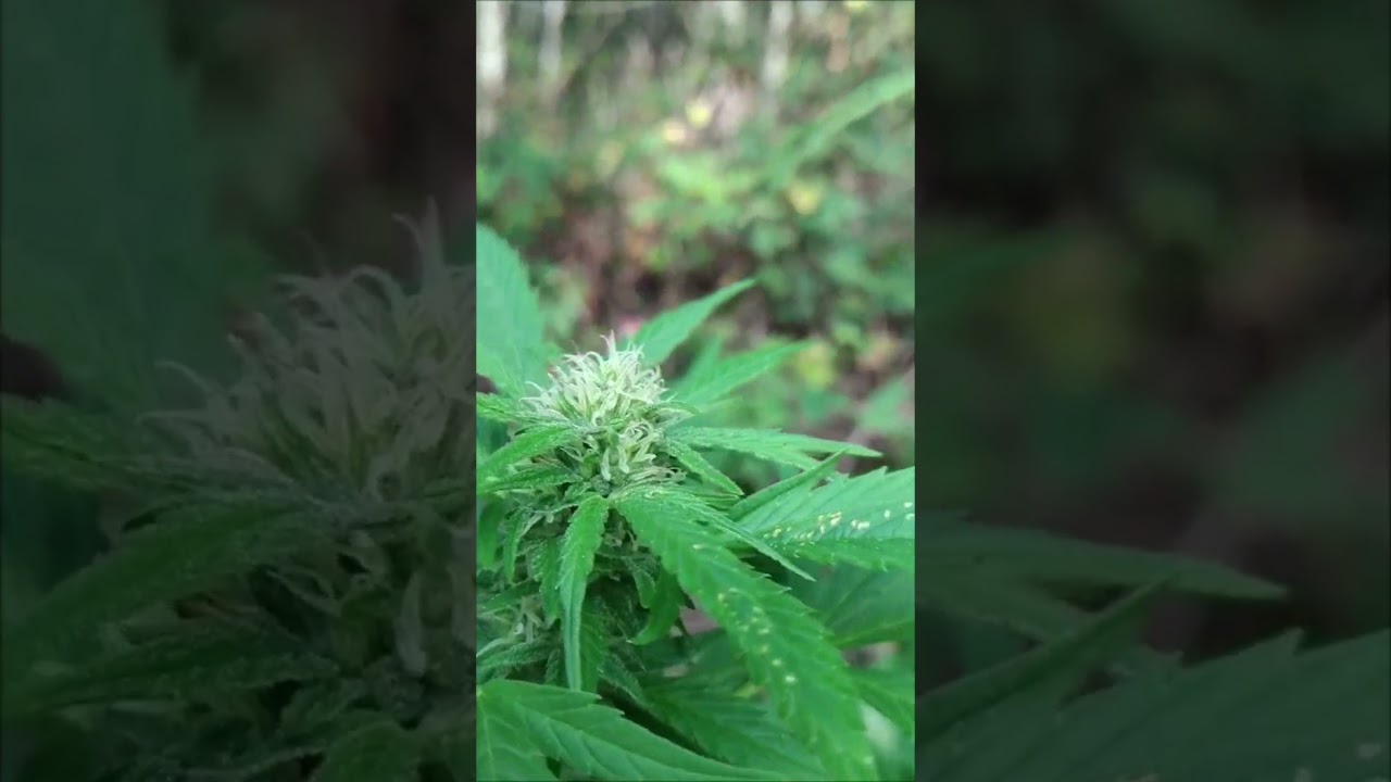 Real Gorilla Zkittlez Outdoor Grow Uk 2025 #cannabiseducation #fyp #reels #farming #plants #goviral