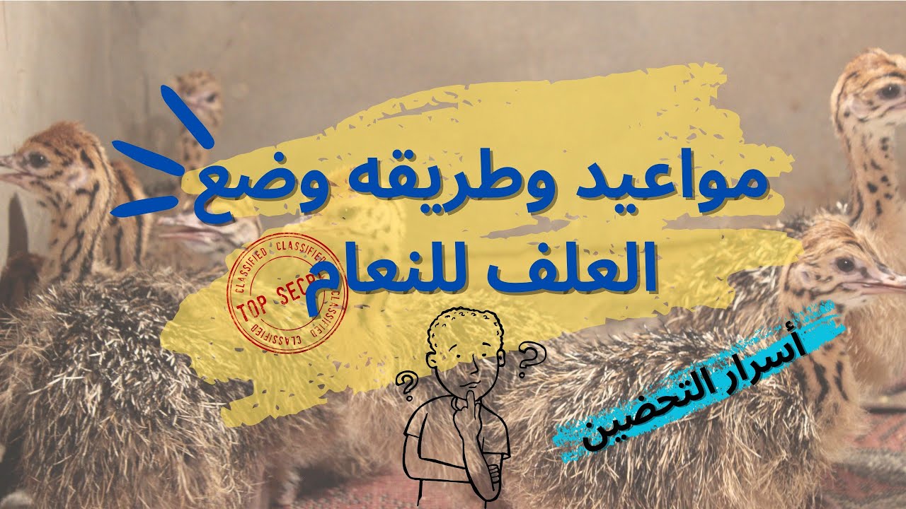 كيفيه وضع الاكل لكتاكيت النعام ومواعيد وضع الاكل لتفادي حدوث الانزلاق الغضروفي عند الكتاكيت