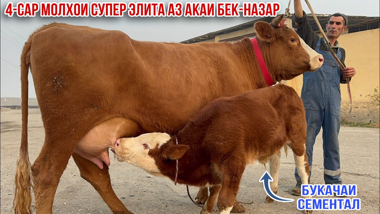 4-САР МОЛҲОИ ОЧА БАЧАИ ЭЛИТА АЗ АКАИ БЕК-НАЗАР 27 ноября 2025 г.