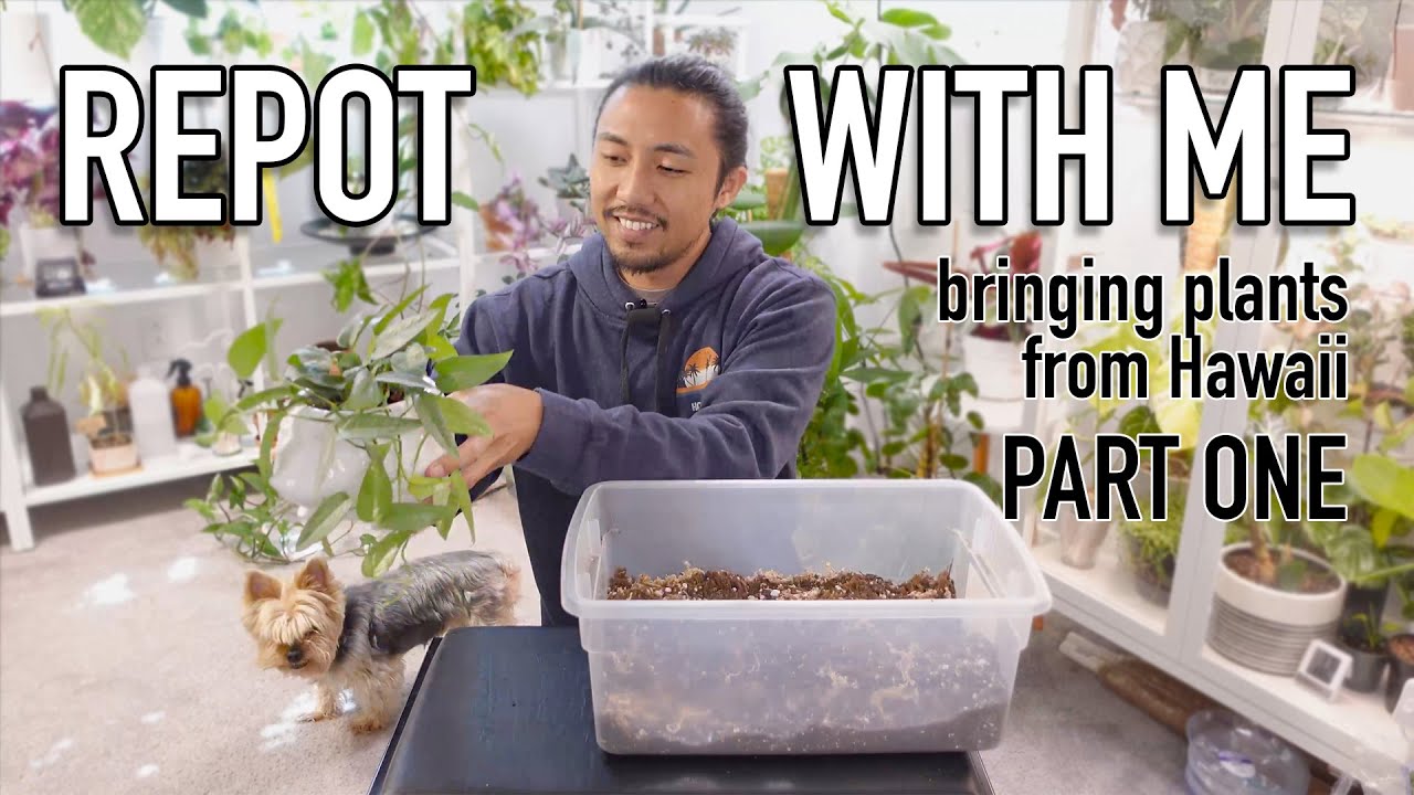 Repot With Me | Cebu Blue Pothos & Hawaiian Bamboo Orchid | PART I