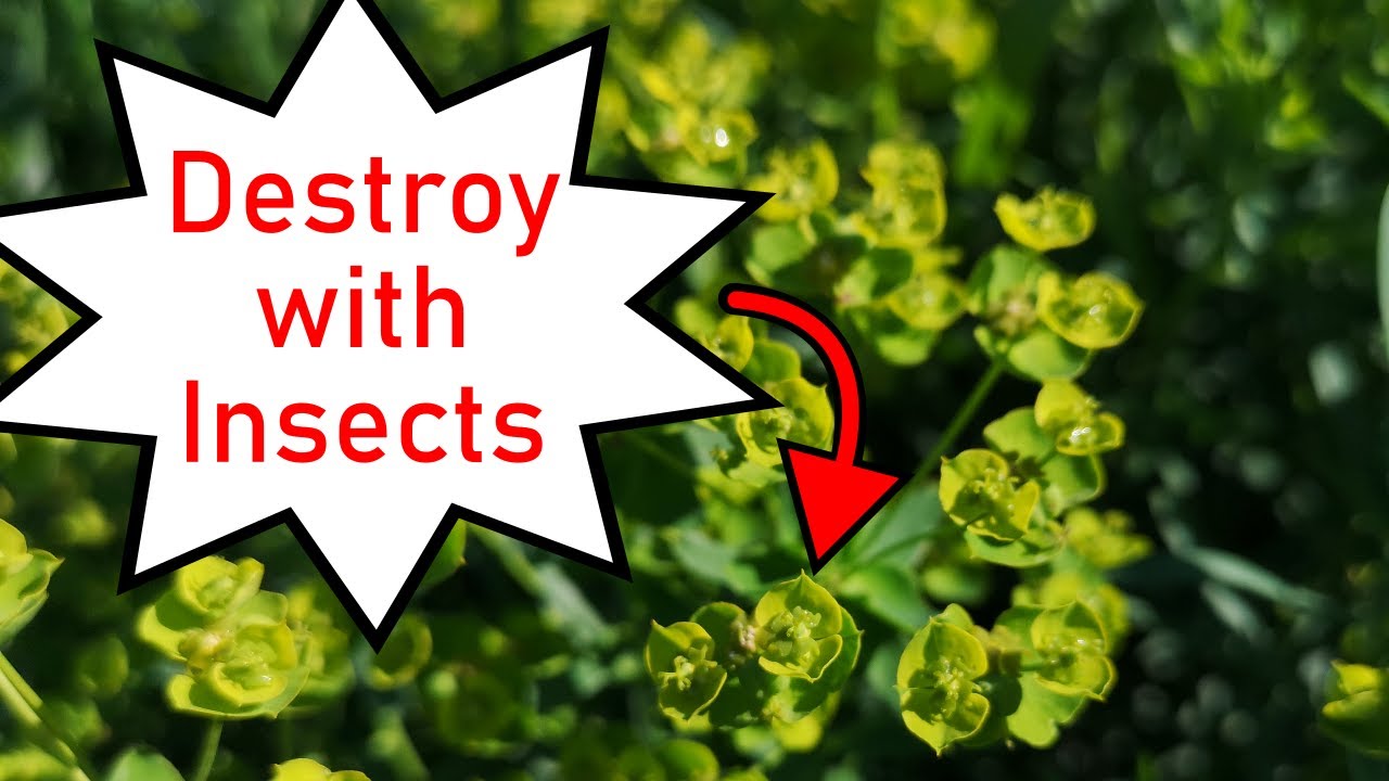 Leafy Spurge - Scourge of the Prairies - How to control it with insects