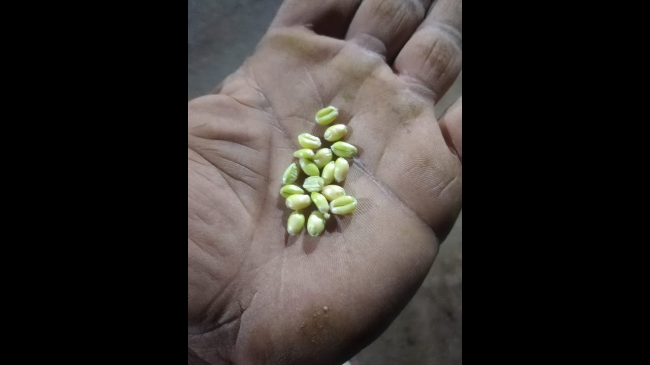 Look at the result of spraying potassium on wheatشوفوا نتيجة رش البوتاسيوم علي القمح