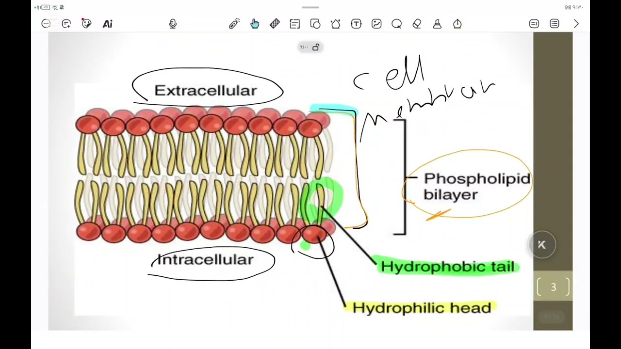 Movement of Molecules across Cell Membrane  (physiology) part 1