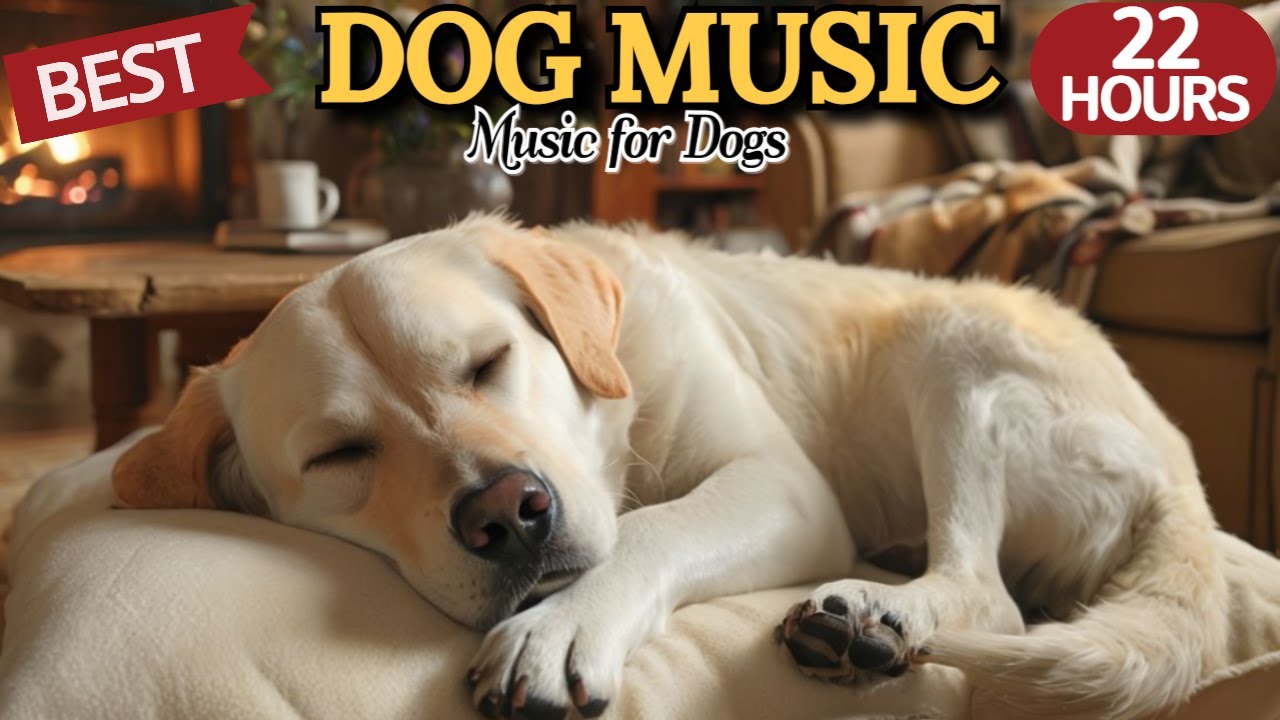 22 часов музыки для собак 🐶🎵 Успокоение и снятие стресса 🐶 Облегчение тревоги разлуки 💖⭐