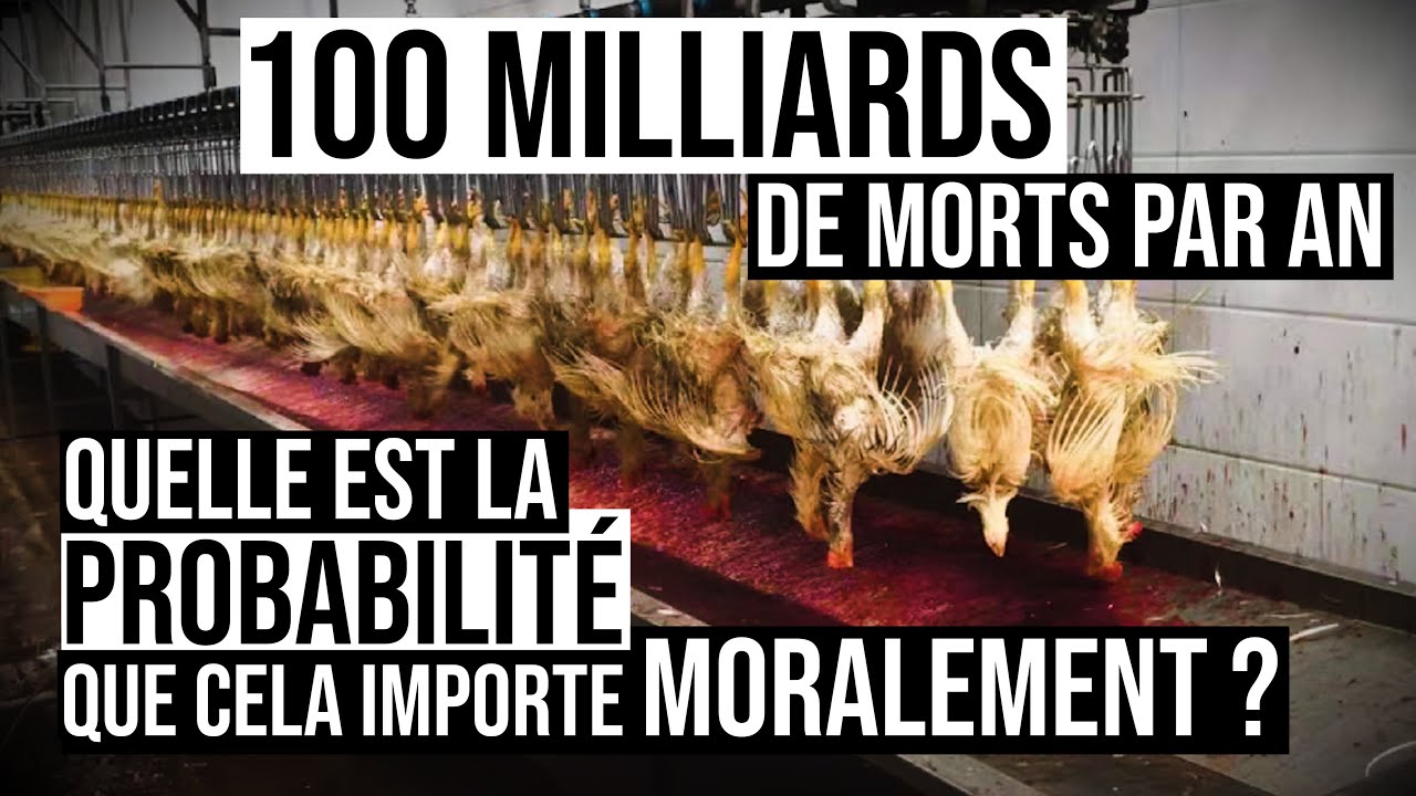Cet argument probabiliste va changer votre point de vue sur l'ÉTHIQUE ANIMALE