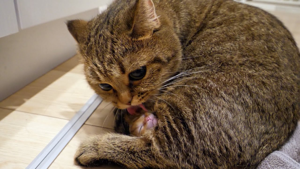 Mother cat gave birth to 4 kittens