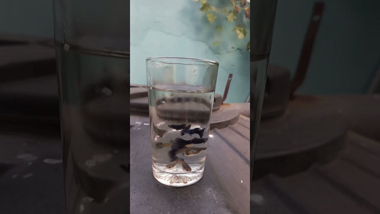 #religion #music #fish #bettausa #aquarium #guppy #betta #fishaquarium #experiment #bettashow
