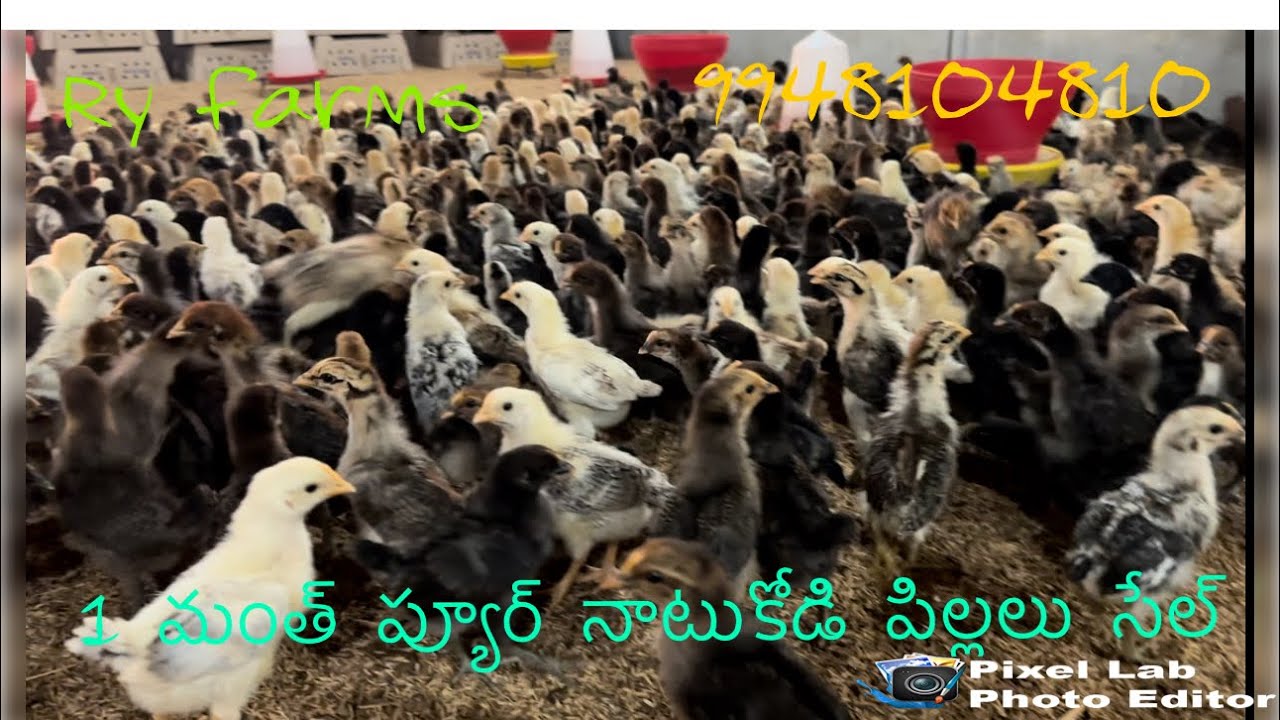 30 Days Pure Natukodi Chiks Sale 9948104810 Raju reddy Transport available