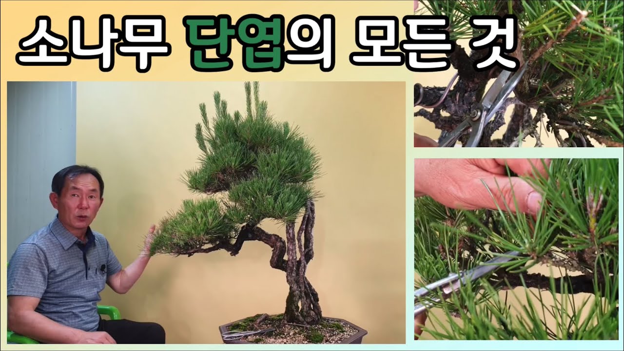 분재관리 215강 소나무 단엽의 모든 것