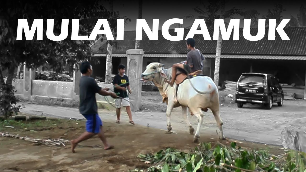 Cara menjinakkan sapi tunggang bersama joki muda