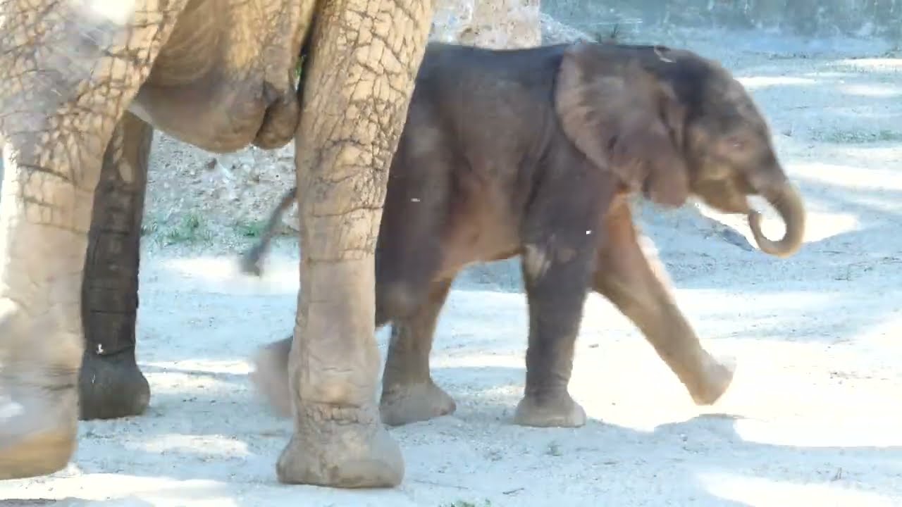 Elefant (Loxodonta africana) Elefanten Junges Kibali spielt mit Mutter Kuh Tiergarten Zoo Schönbrunn