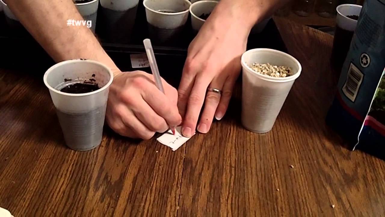 Starting Tomato Seeds and Using Vermiculite The Wisconsin Vegetable Gardener Extra 37