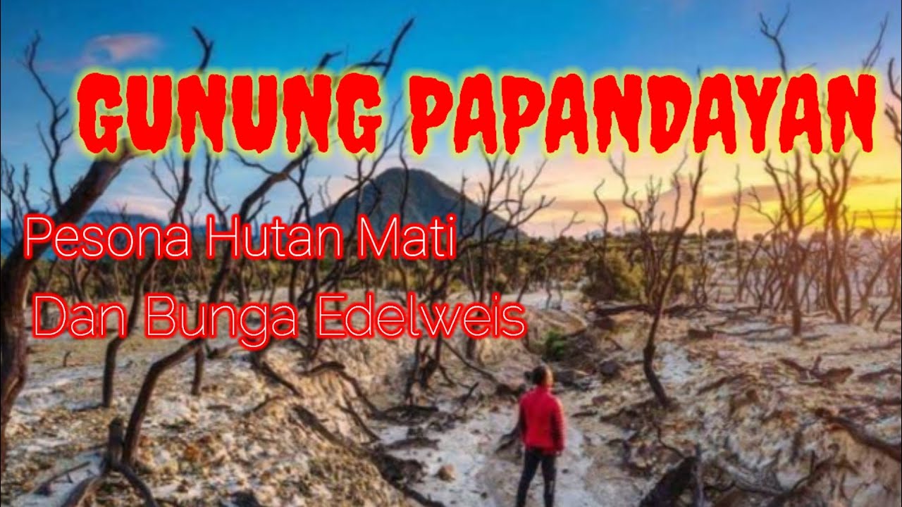 Ayo Menikmati Pesona Sorga terakhir nan Indah di dunia Gunung Papandayan