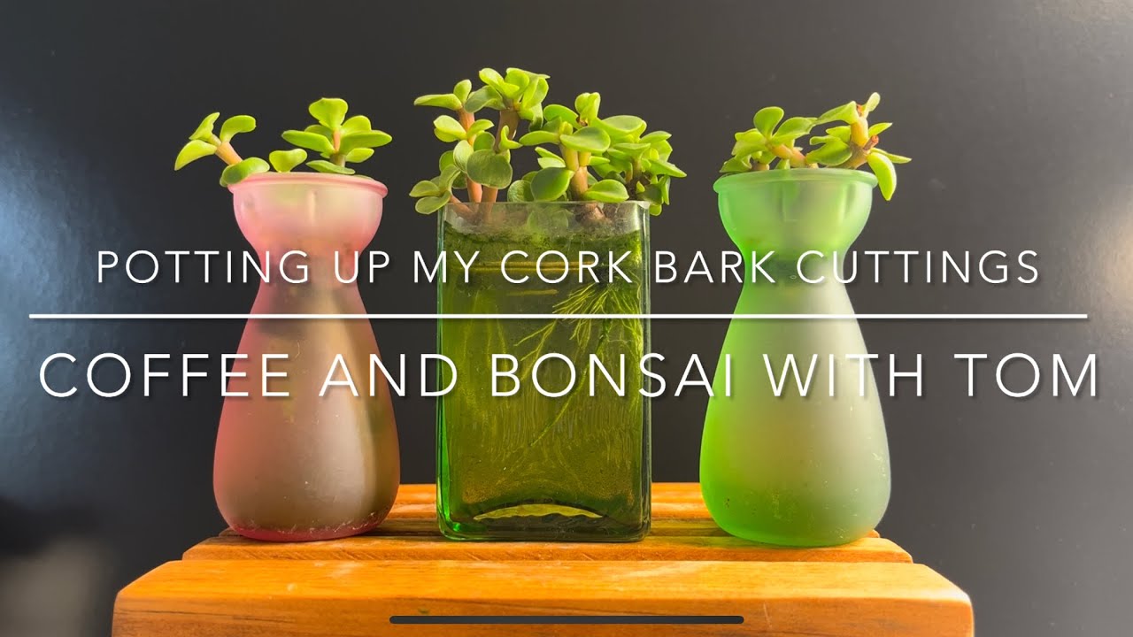 Part 2 - Potting Up My Frank Yee Cork Bark Dwarf Jade Cuttings (Portulacaria Afra)
