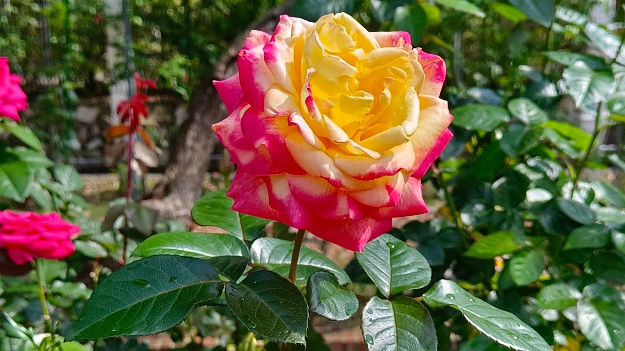 BEST ROSES FOR YOUR GARDEN #rose #gardentour #planting #plantingideas #plantitosandplantitas