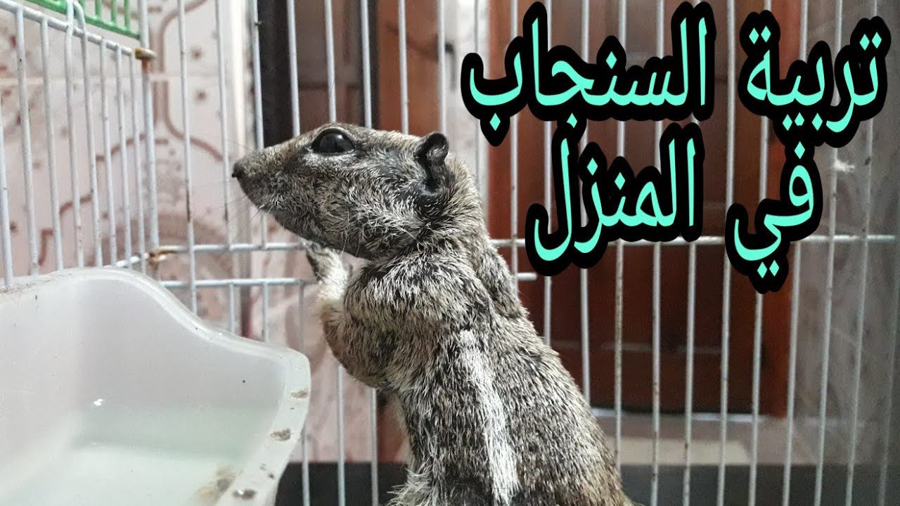 سنجاب أليف هدية من أحد الأصدقاء Squirrel breeding