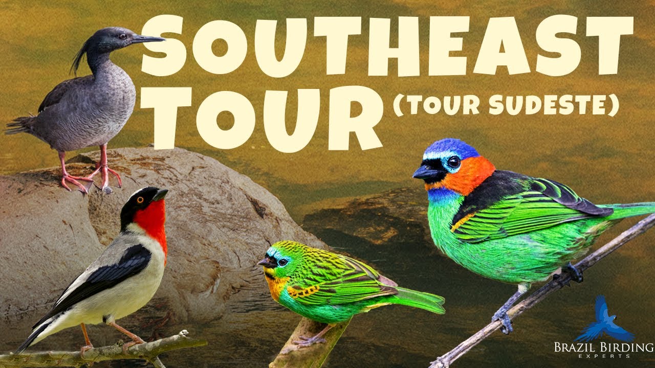 Southeast Brazil Popular Tour (Tour Sudeste)  | Brazil Birding Experts